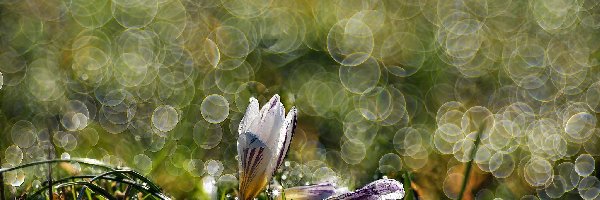 Bokeh, Makro, Krokusy