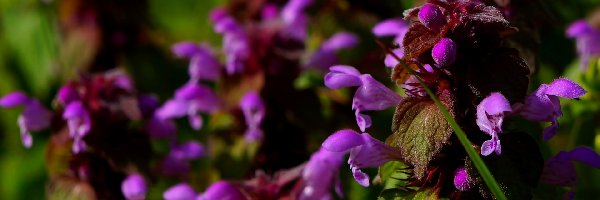 Jasnota purpurowa, Kwiaty, Fioletowe