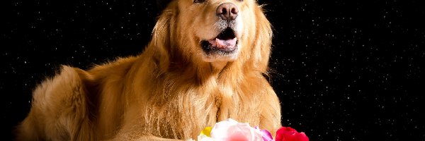 Kapelusz
, Golden retriever, Róże