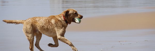 Piłeczka, Labrador Retriever