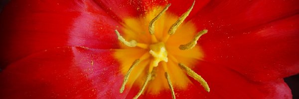 Makro, Tulipan, Czerwony
