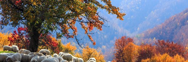 Jesień, Polana, Owce, Lasy, Góry, Pies, Wypas