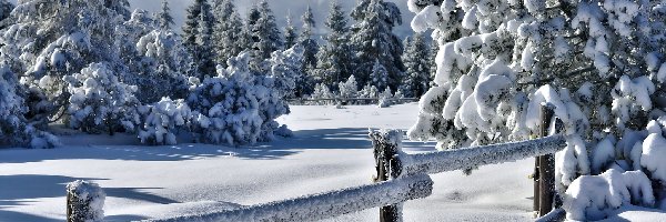 Płot, Zima, Drzewa, Śnieg, Schwarzwald, Niemcy