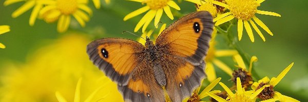 Strzępotek ruczajnik, Kwiaty, Żółte, Motyl