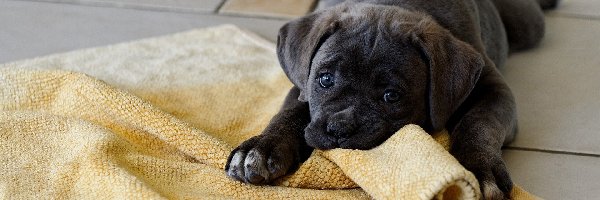 Kocyk, Cane Corso, Szczeniak