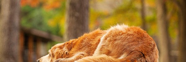 Jesień, Golden retriever, Leżący