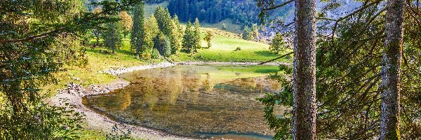 Las, Drzewa, Góry, Jezioro