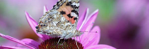 Motyl, Jeżówka, Kwiat, Rusałka osetnik