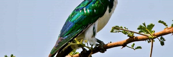 Afrykańska, Gałązka, Akacja, Kukułka