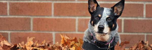 Mur, Liście, Australian cattle dog