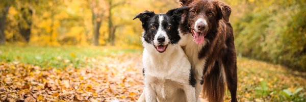 Krzewy, Border collie, Polana, Psy, Dwa, Drzewa, Liście