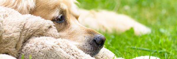 Łąka, Golden Retriever, Włochacz, Pies