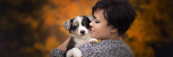 Szczeniak, Umaszczenie, Border collie, Kobieta, Chocolate tricolour merle