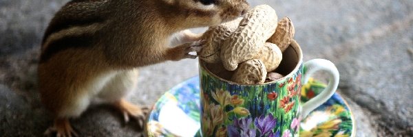 Chipmunk, Ziemna, Wiewiórka, Orzechy, Filiżanka