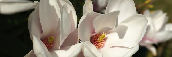 Magnolia, Kwiaty, Białe