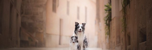 Uliczka, Szczeniak, Owczarek szetlandzki, Kamienice, Border collie, Psy