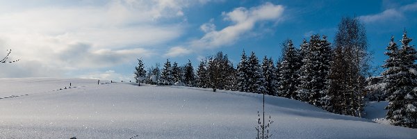 Zima, Pole, Drzewa, Śnieg