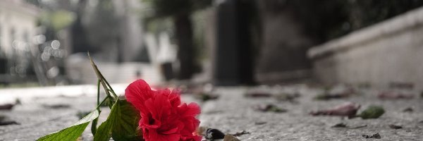 Czerwony, Ulica, Zielone Listki, Kwiat