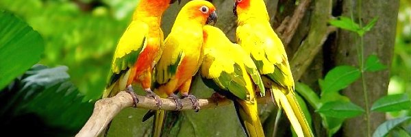 Drzewo, Papugi, Kolorowe
