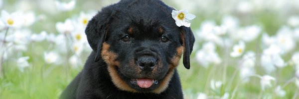 Rottweiler, Kwiaty, Łąka, Szczeniak