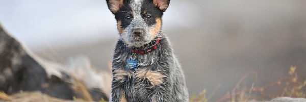 Australian cattle dog