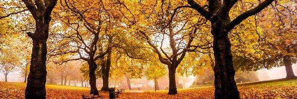 Park, Liście, Drzewa, Jesień, Ławki