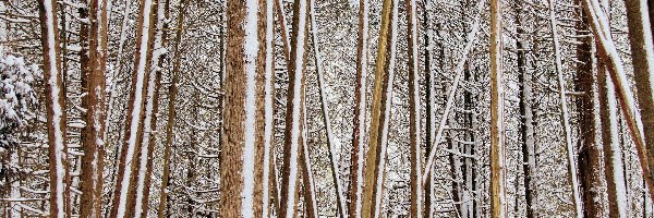 Las, Śnieg, Zima, Drzewa