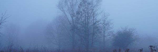 Polana, Drzewa, Mgła