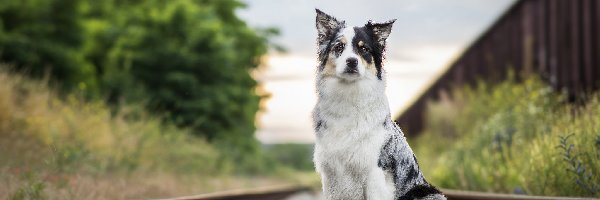 Border collie, Kolejowe, Tory, Siedzący