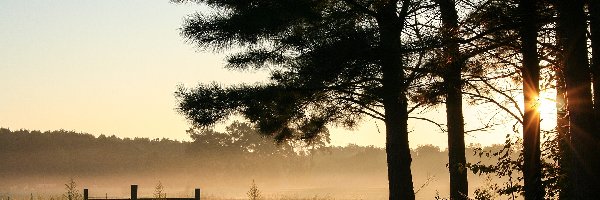 Pola, Przebijające, Mgła, Drzewa, Światło
