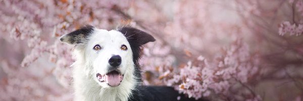 Drzewa, Kwiaty, Gałązki, Border collie