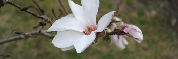 Magnolii, Kwiaty, Białe