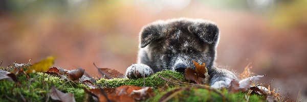 Akita inu Mordka, Liście, Ściółka, Szczeniak