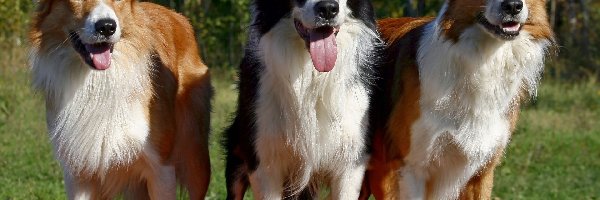 Trzy, Pieski, , Border Collie, Języki