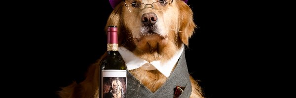 Golden Retriever, Wino, Butelka, Pies