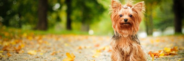 Liście, Yorkshire terrier