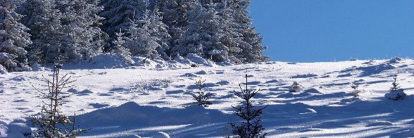 Zima, Śnieg, Choinki