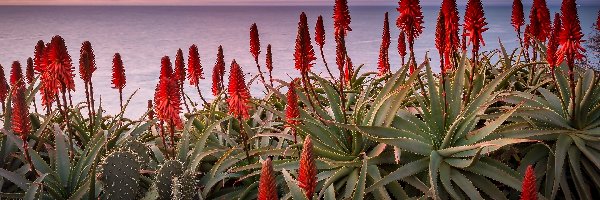 Aloes, Zachód słońca, Morze, Kwitnący