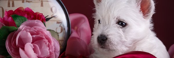 West highland white terrier, Kwiaty, Zegar, Szczeniak