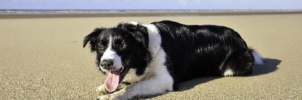 Pies, Collie, Pasterski, Morze, Plaża