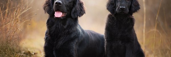 Pies, Szczeniak, Dorosły, Rośliny, Flat coated retriever