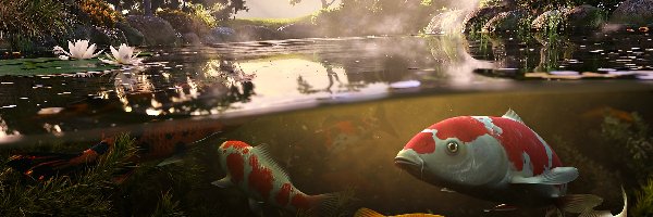 Staw, Park, Most, Karp Koi