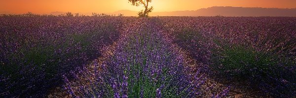 Drzewo, Valensole, Zachód słońca, Prowansja, Francja, Lawenda, Pole