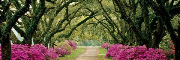 Aleja, Rododendrony, Kwitnące, Park