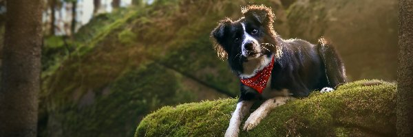 Pies, Chustka, Border collie, Skała, Omszała