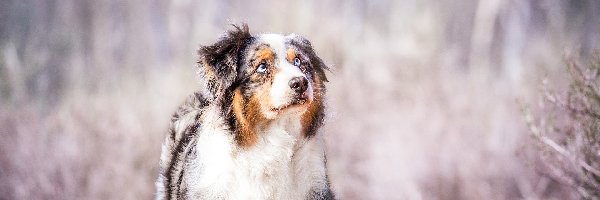 Australian shepherd, Bańki, Spojrzenie, Owczarek australijski