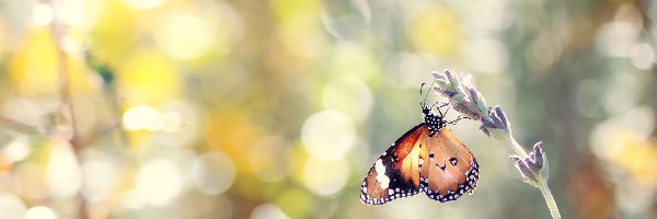 Motyl monarcha, Rozmyte, Lawenda, Bokeh, Tło