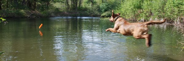 Chesapeake Bay retriever, Aportujący