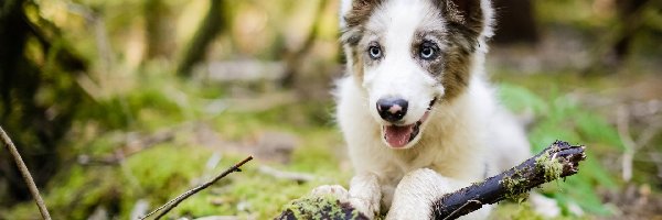 Pniak, Mech, Gałęzie, Border collie