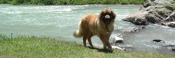 skały, woda, Leonberger